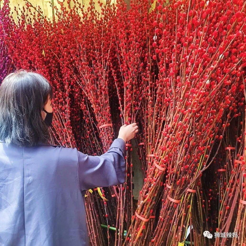 新加坡最大最好逛的花市，1000+花卉，新年必入好运连连