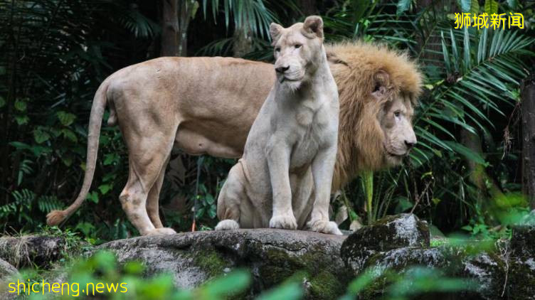 獅子4例！新加坡動物園首次出現“人傳獅”感染