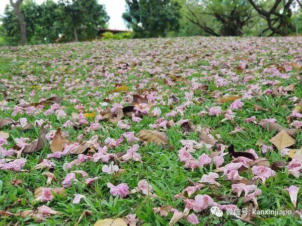 清明踏青，新加坡這些免費賞花地點送你