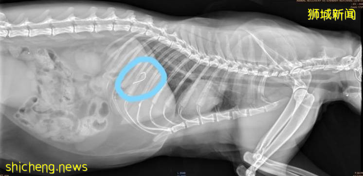 鱼钩伤人又伤猫，希望新加坡钓鱼人妥善处理废弃渔具