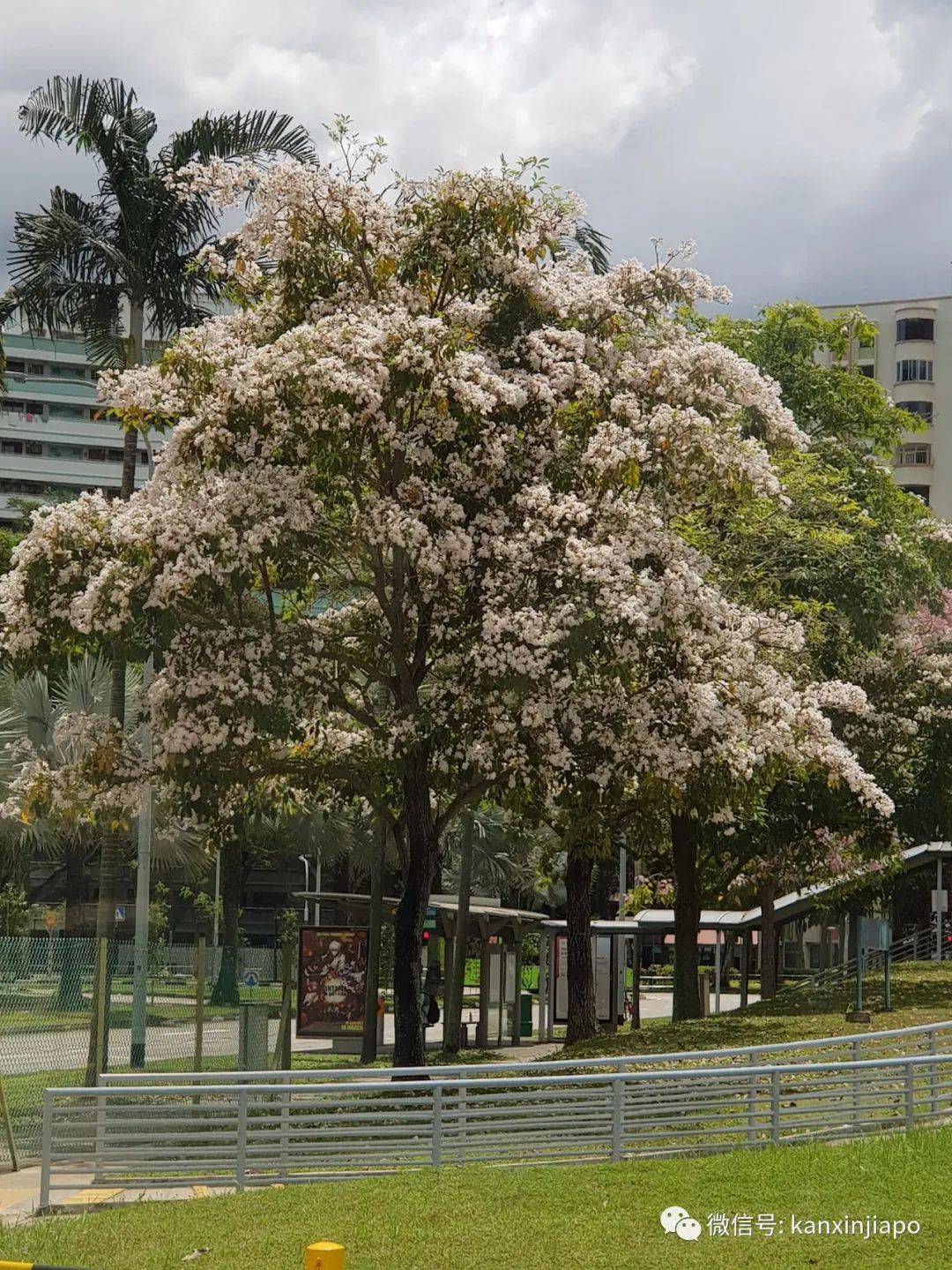 清明踏青，新加坡這些免費賞花地點送你