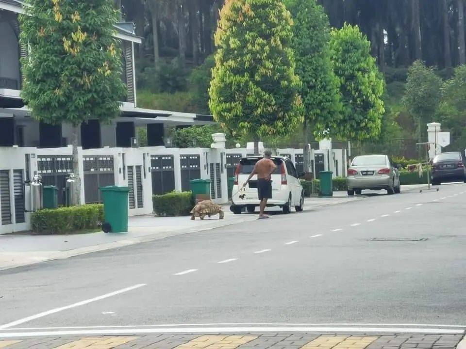 这种动物竟然可以当宠物遛！网友：我也养过，骑上去很稳