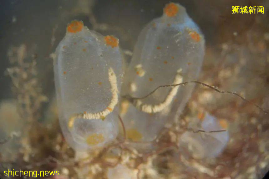 NUS科研 这种神秘海洋生物，竟和人类有共同祖先