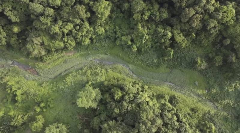 新加坡罕见森林！Clementi Forest绝美净土，未开发自然生态环境🌳 