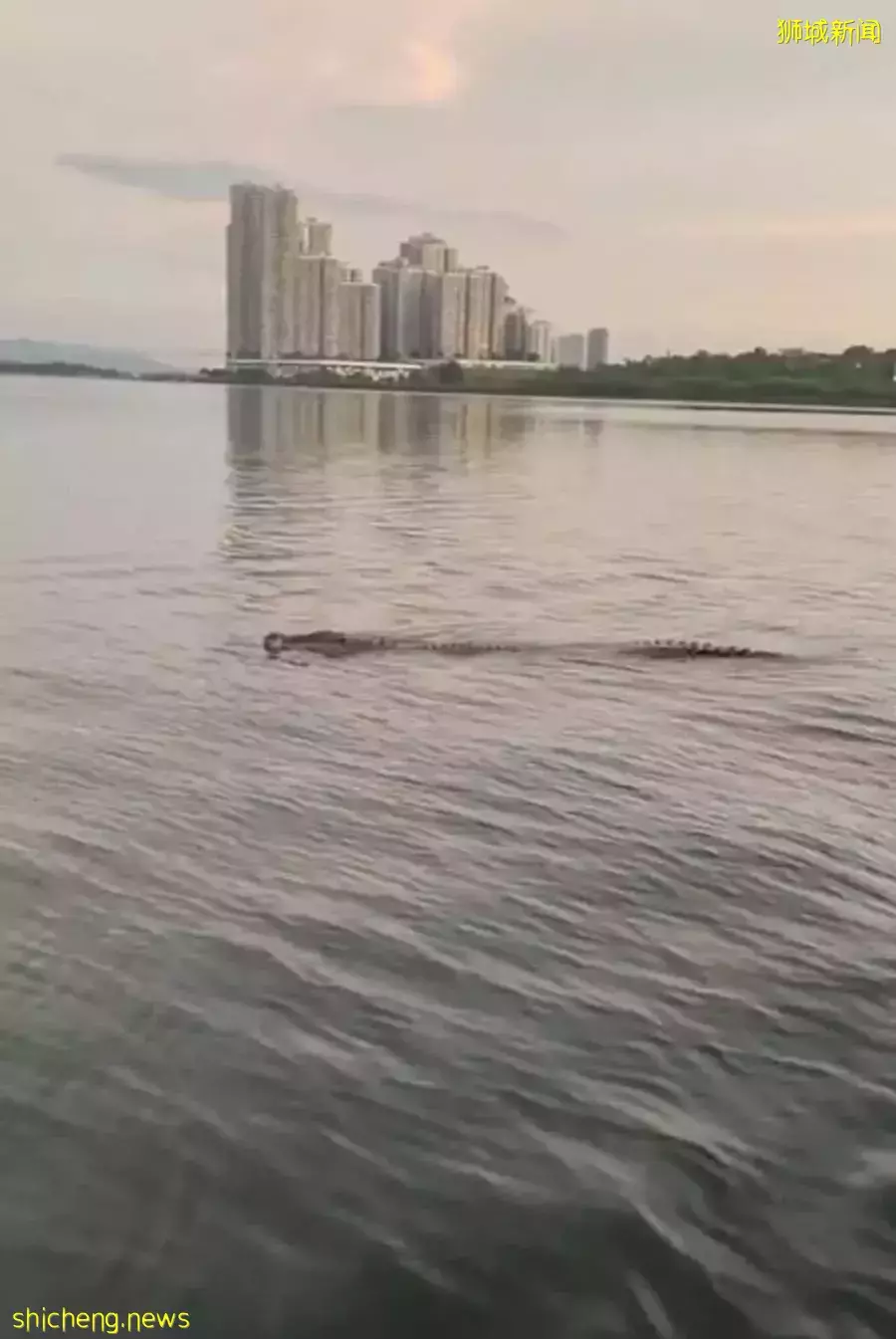 来去自由！网友拍到鳄鱼横渡新马海峡😂鳄鱼也想出门旅游 