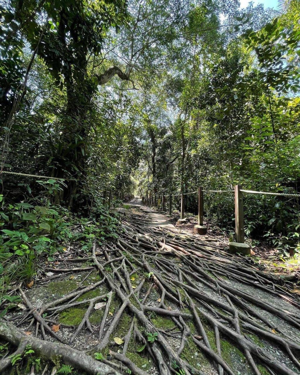 新加坡最美网红树打卡合集🌴壮观古树、根深叶茂，感受大自然的魅力📷 