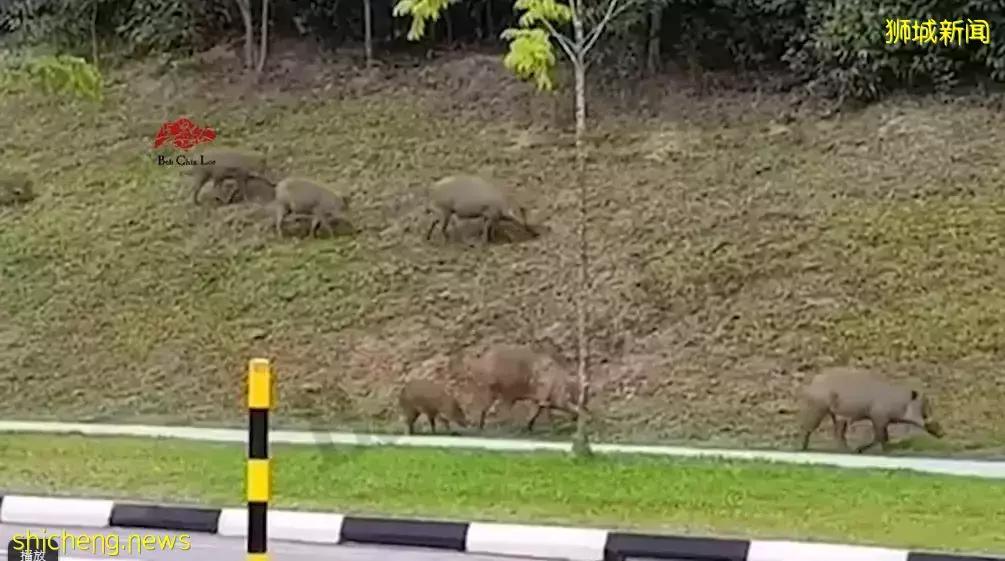 18只大小野猪浩荡出游 逛街觅食吓坏民众