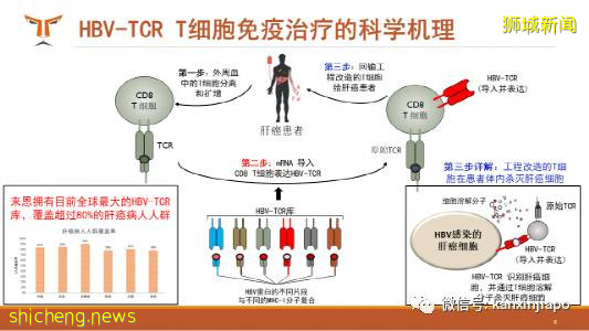 新加坡醫療界出現裏程碑事件：抗肝癌TCR T細胞療法成爲亞洲第一