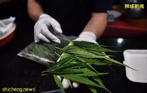 泰國大麻正式合法化，新加坡肅毒局：國人海外吸食毒品也犯法