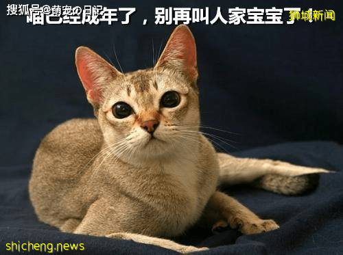 如何饲养新加坡猫？新加坡猫吃什么食物比较好