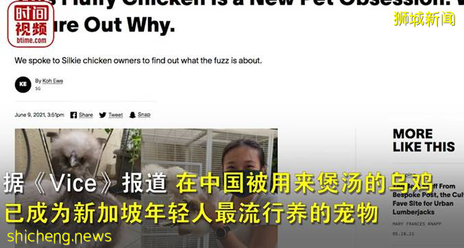 乌鸡成为颇受新加坡人喜爱的宠物，网友：馋哭