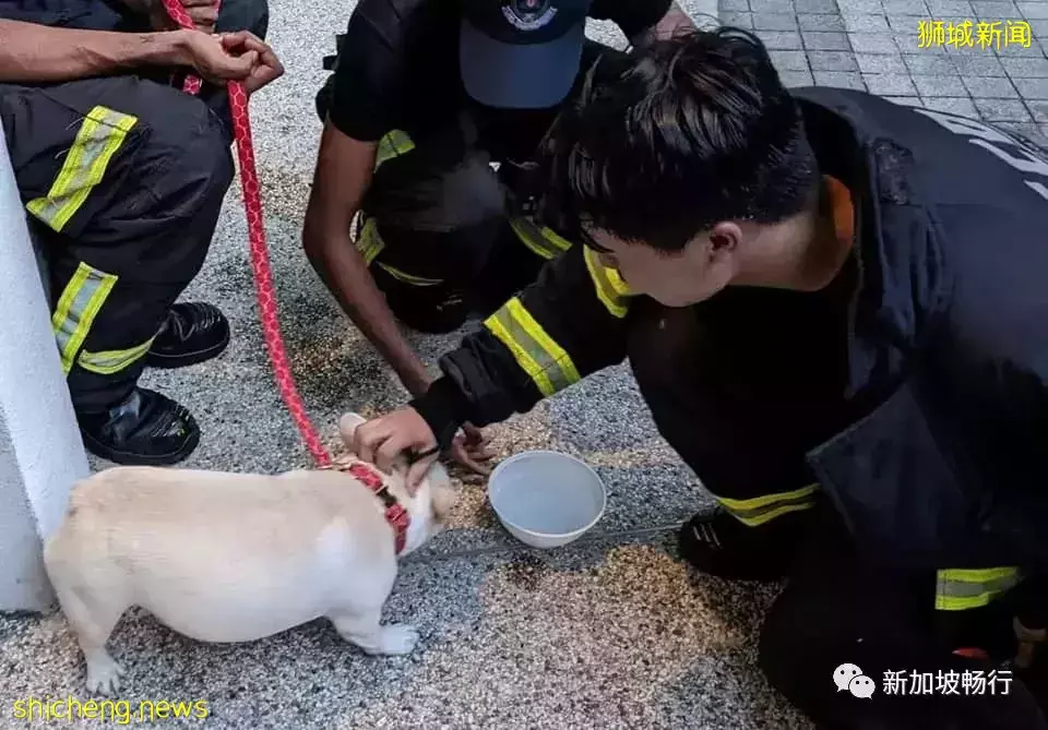 盛港公寓火灾救出狗 10人疏散