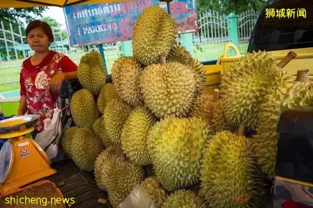 水果季到了 ，榴梿上市，新加坡各中心街道水果店并驱争先、如火如荼