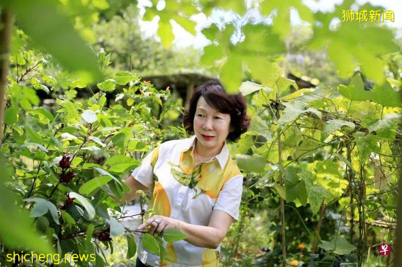 住家后院开田垦地种菜乐 狮城城市农夫自己栽种蔬果自己吃