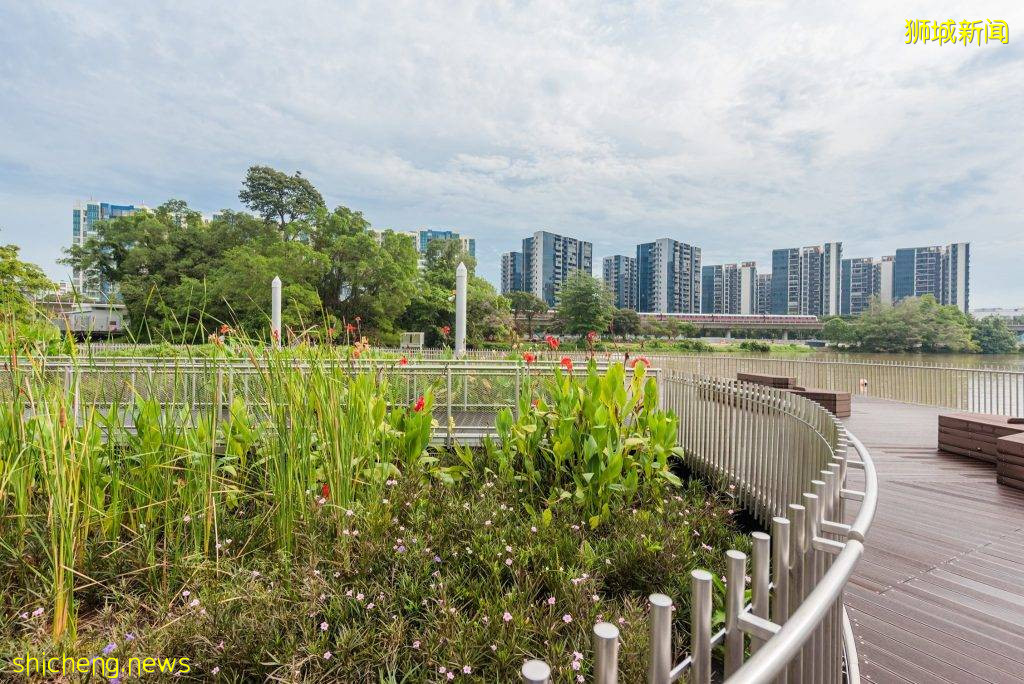 新加坡最大的人造浮动湿地开放！ABC Waters @ Jurong Lake📌设有木板路+凉亭，徒步+钓鱼新去处😎 