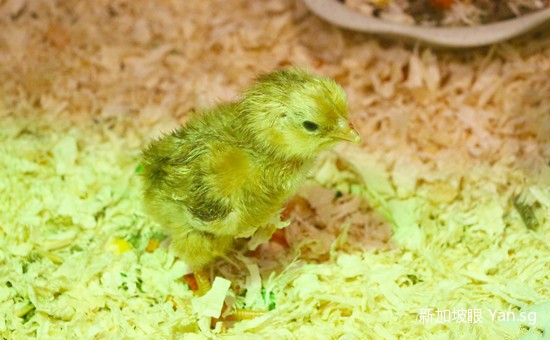 e17-Chicks