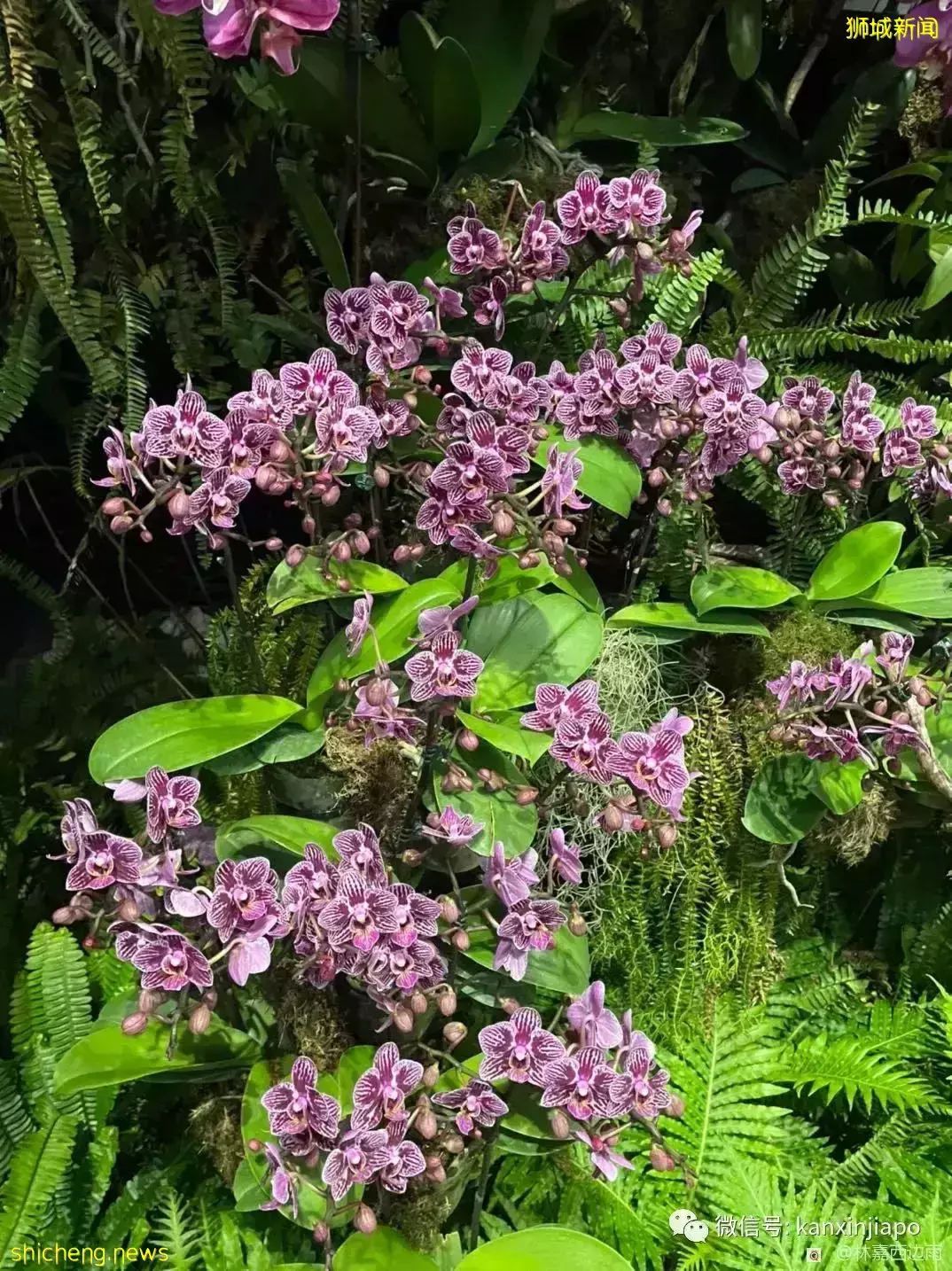 家门口的梦幻美景，滨海湾花园云雾林一游