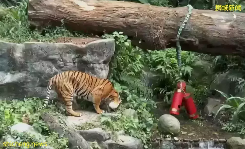 新加坡動物園裏看老虎，虎氣滿滿過新年