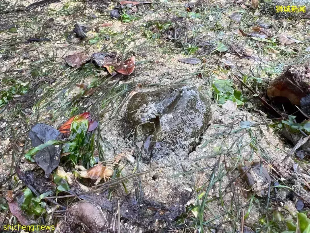 新加坡海滩居然藏着这么多宝贝！海胆、海参、红珊瑚、史前蓝血怪