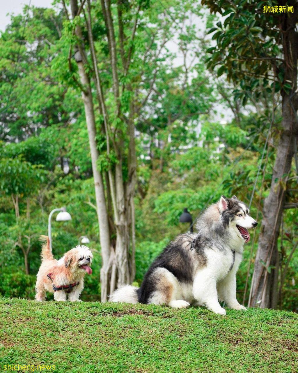 小狗也要出外透透气！精选新加坡8个遛狗公园🐕在Dog Run里快乐奔跑、尽情撒野🐾 