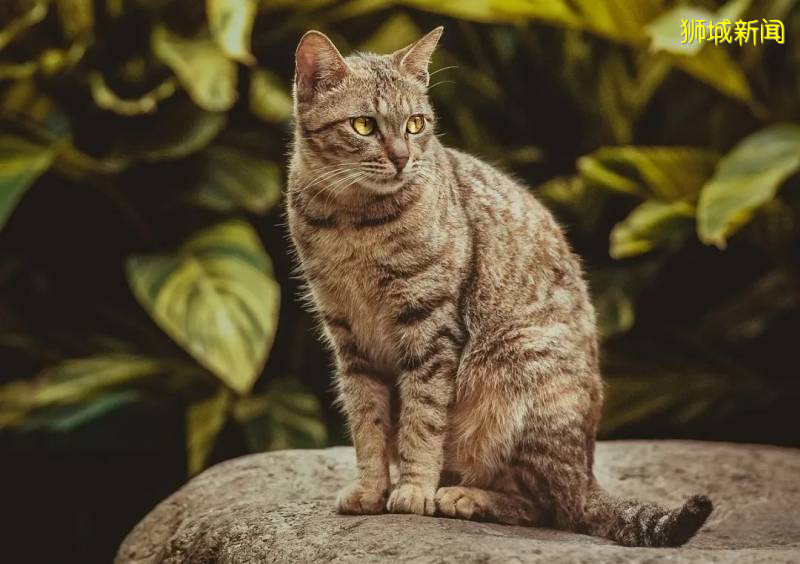 走进新加坡流浪猫的真实生活