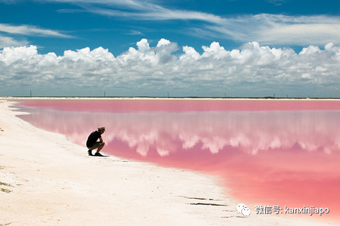 圣淘沙豪宅区水道转粉色，数千死鱼漂浮着！好浪漫又好诡异……