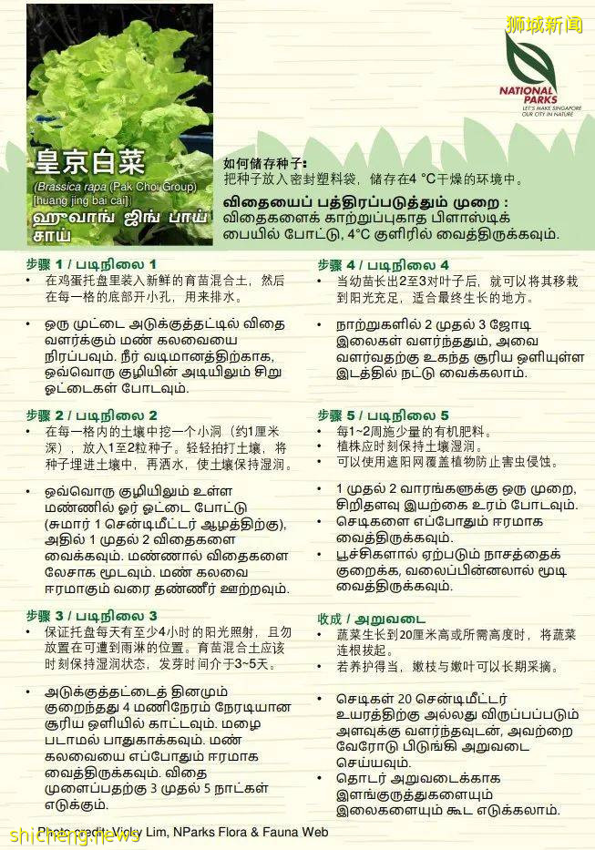 新加坡公園局又派發種子啦！已開放申請！還有教程教你怎麽種