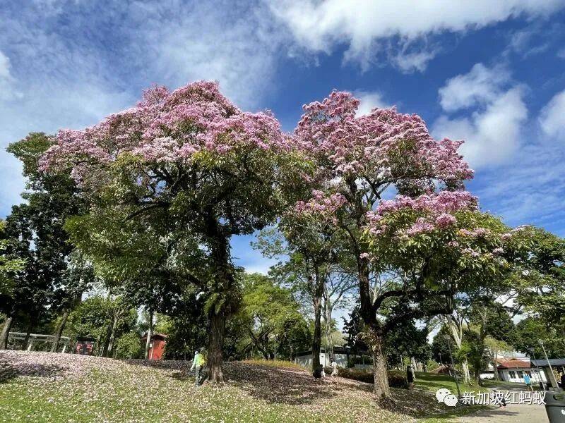 抓住花季的小尾巴　红蚂蚁带你去赏新加坡“樱花”