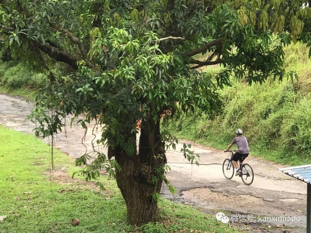 史无前例！今天，新加坡全岛按下“暂定键” | 新增X例，累计X