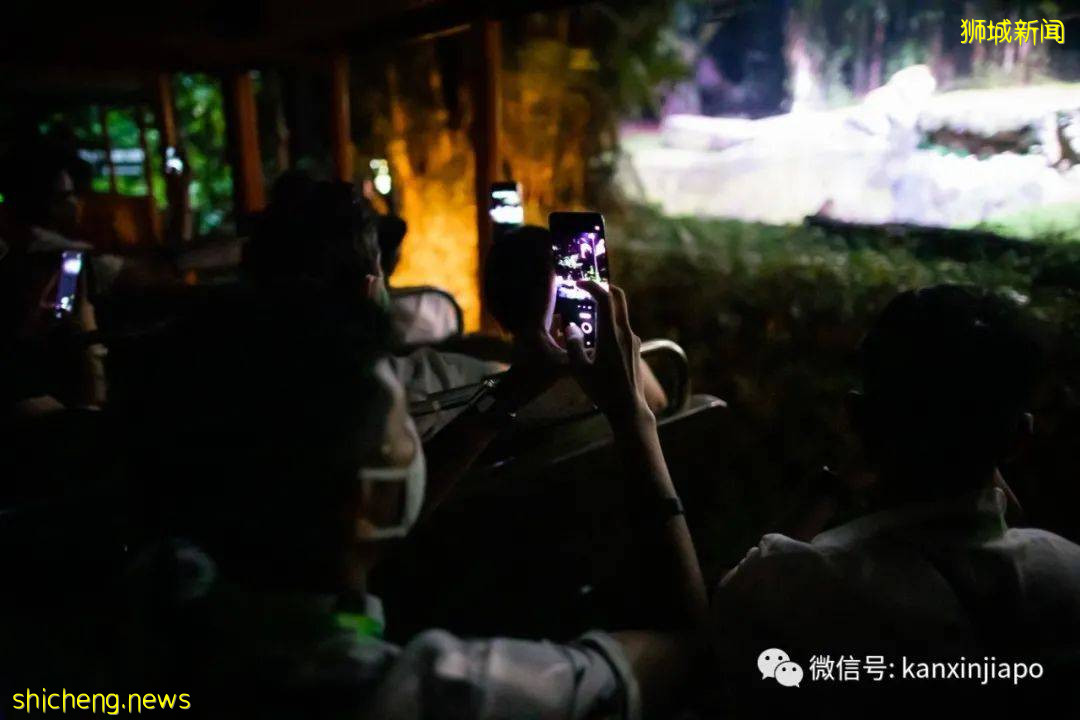 小米新加坡牵手Night Safari动物园网红大象，温情满满