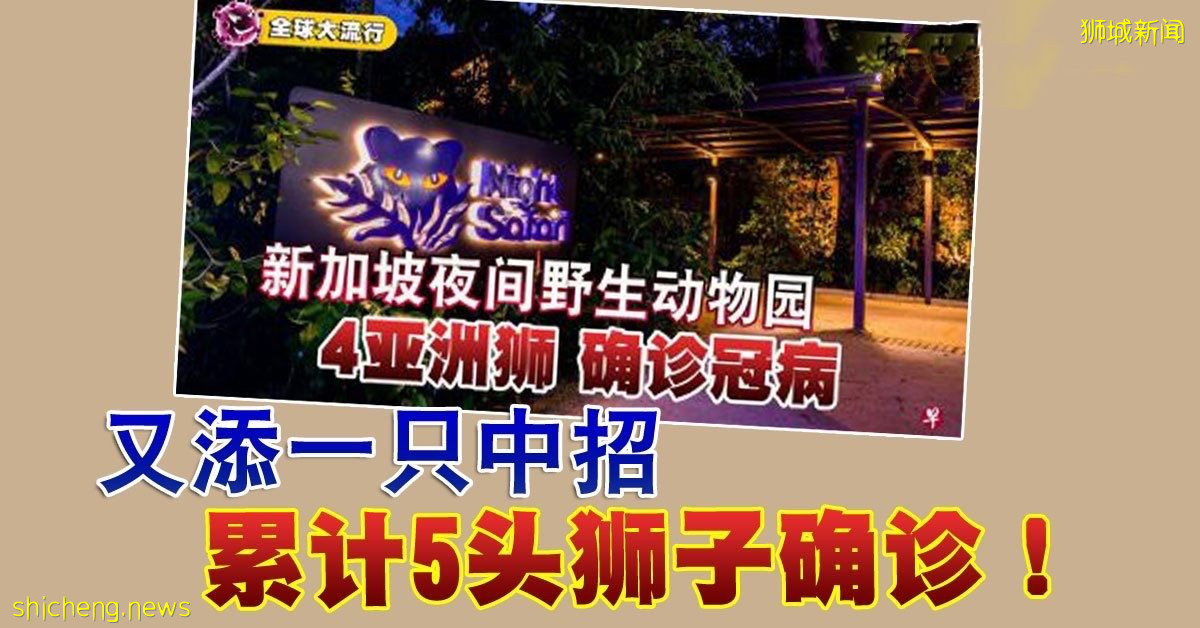 ◤新国CCB◢ 又添一只中招 累计5头狮子确诊