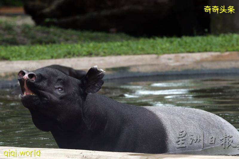 全年免費票超搶手．國家動物園甫開放現人龍!