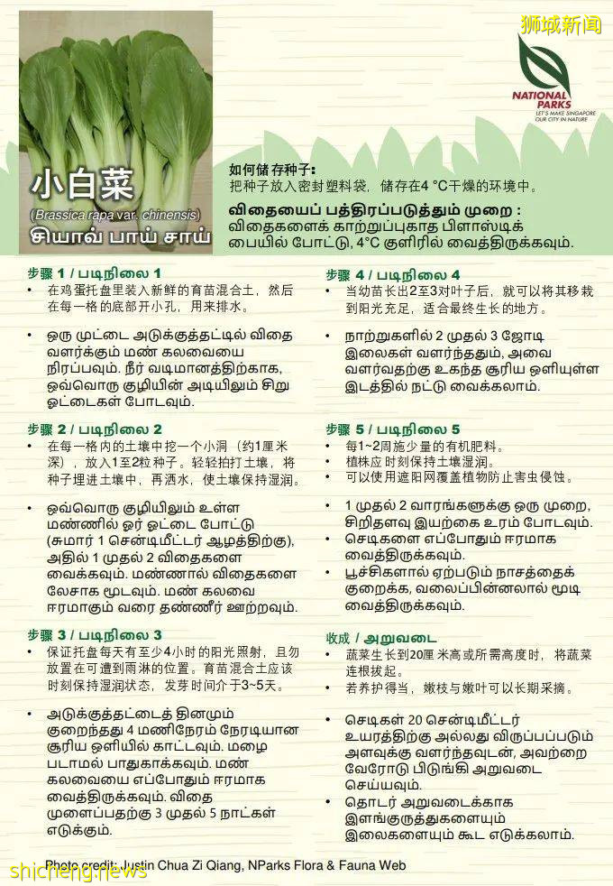 新加坡公園局又派發種子啦！已開放申請！還有教程教你怎麽種