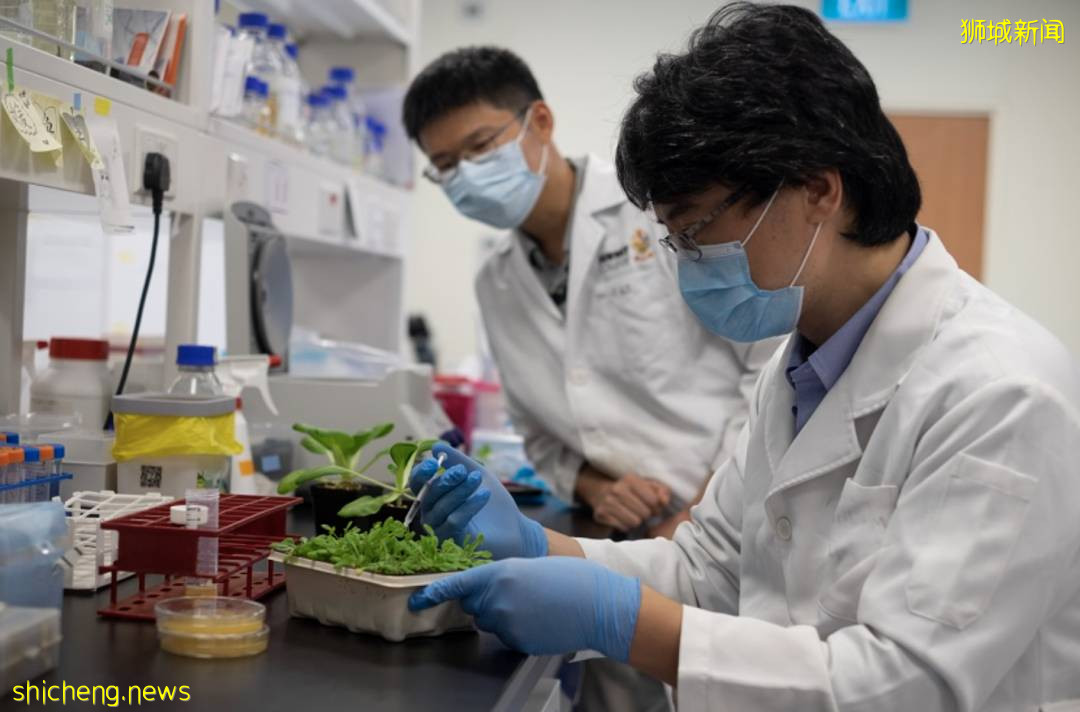 NTU 科学家揭示了“作物杀手”细菌对植物的感染方式