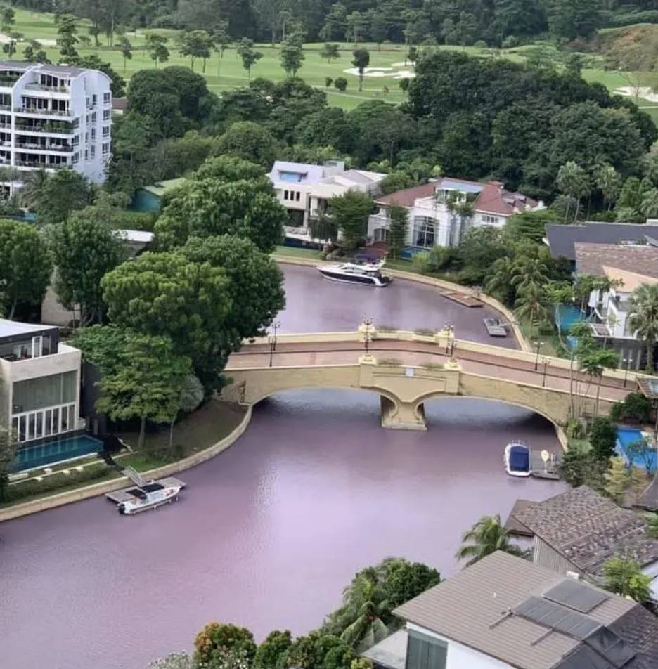 罕見！新加坡聖淘沙這條河變成了粉色，驚現大批死魚！39年創記錄暴雨太作了