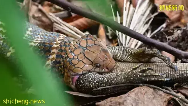 武吉知马眼镜王蛇 两小时吞噬巨蜥