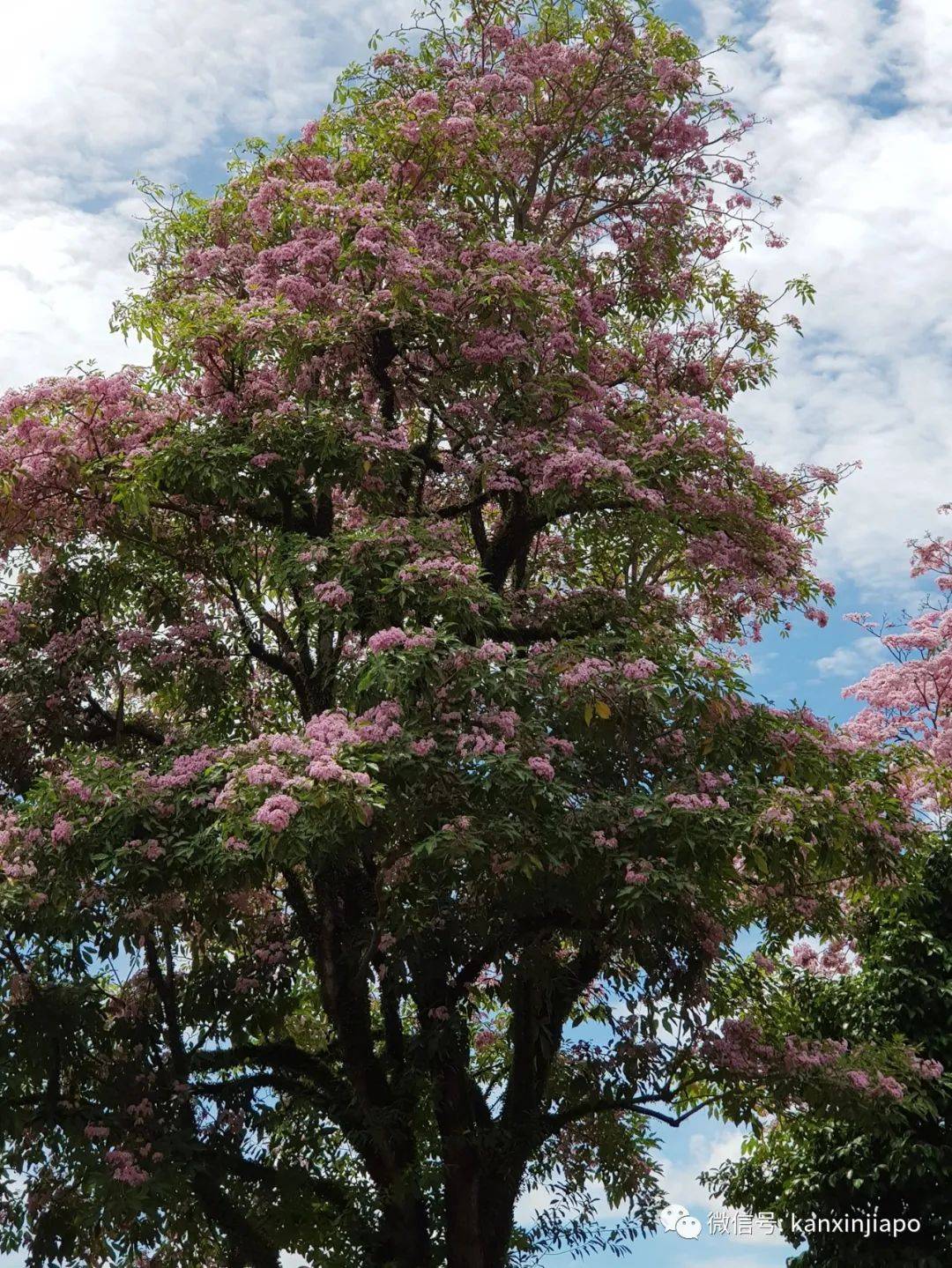 清明踏青，新加坡這些免費賞花地點送你