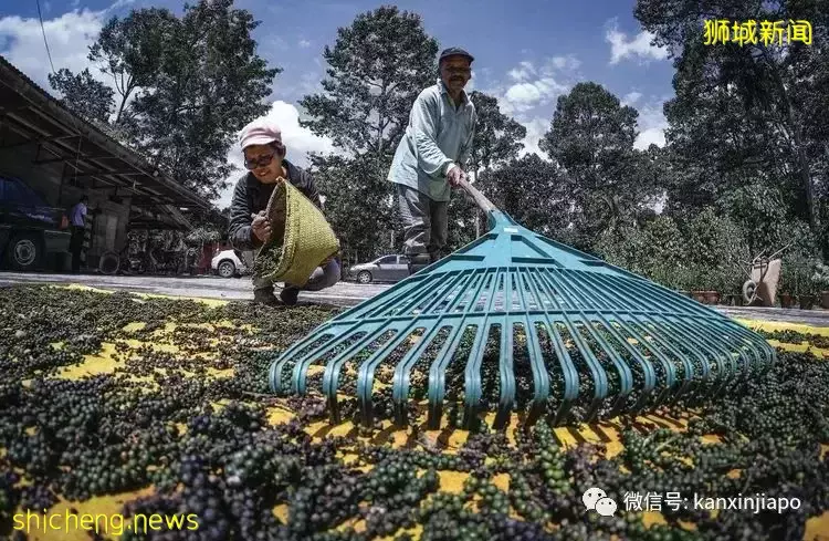 毕业于南大的她靠种植胡椒成为科学院院士