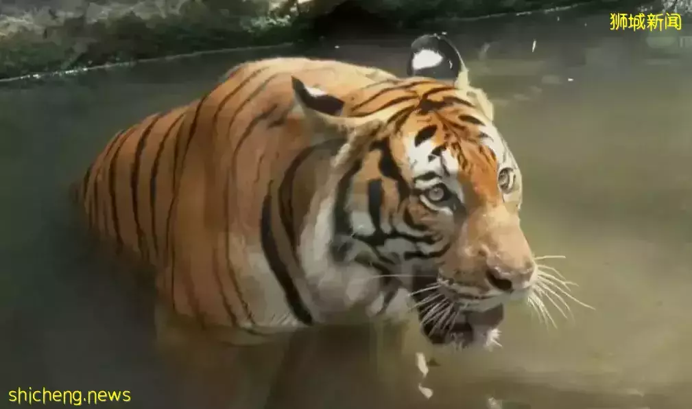 新加坡動物園裏看老虎，虎氣滿滿過新年