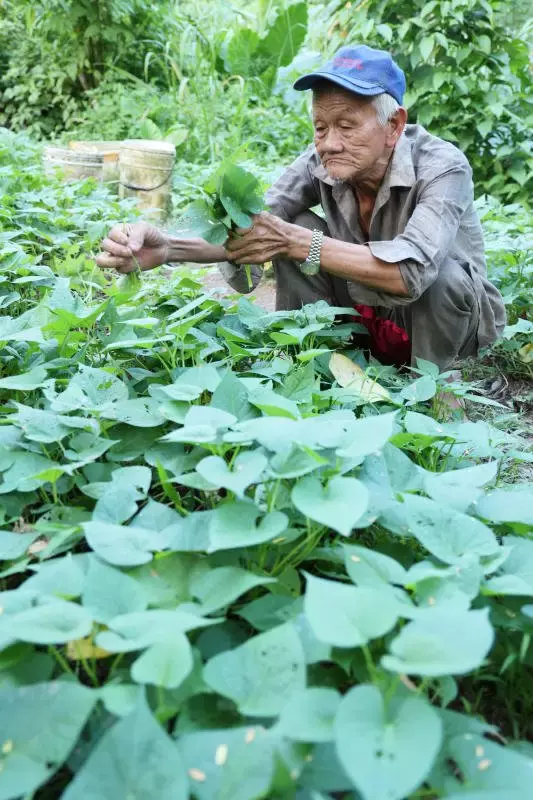 住樹林逾30年 阿伯睡不慣侄媳家