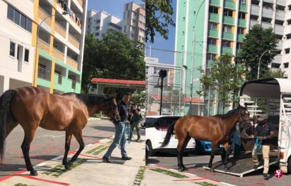 组屋篮球场出现2骏马 居民好兴奋