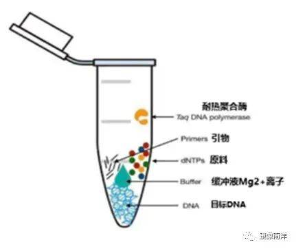 一文读懂PCR技术如何检测Covid