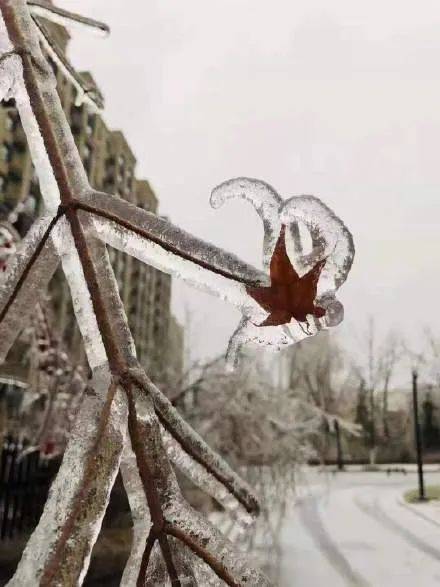 刷屏！中国下了第一场雪，我在新加坡酸了