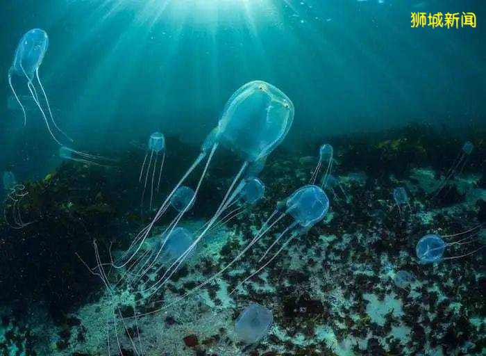 圣淘沙水域惊现世界上最毒的海洋生物之一的箱形水母