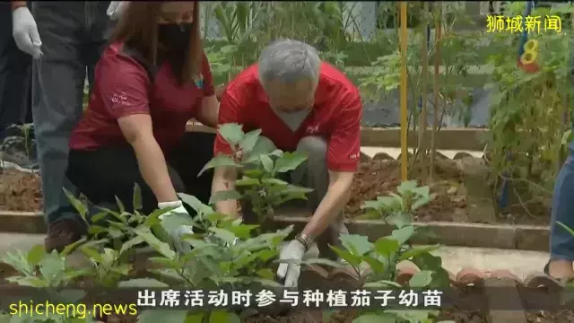 静山 实里达区将为低收入家庭分发区内种植的新鲜蔬菜