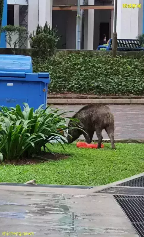 野猪溜出公园 闯组屋区觅食“闲逛”