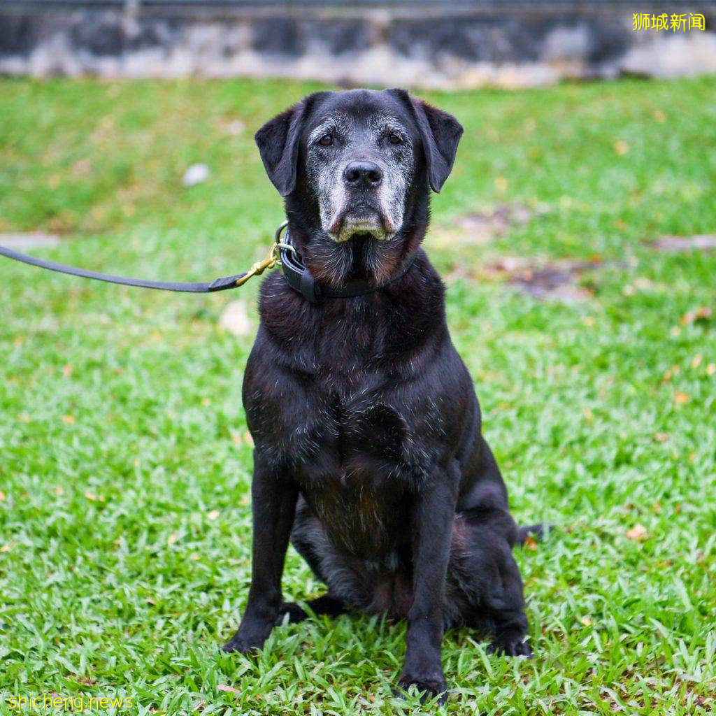 13条退役警犬待领养！训练有素、超乖超可爱！现已开放领养预约 