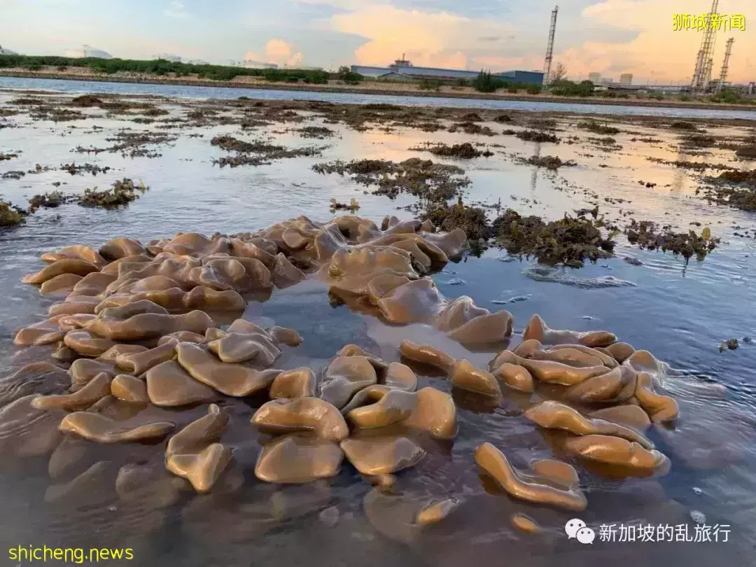 这可能是新加坡人都没听说过的小岛