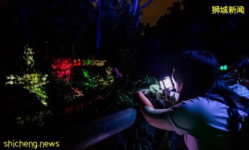 新加坡動物園沉浸式多媒體夜行體驗“RAINFOREST LUMINA”｜CAAPA周末分享!