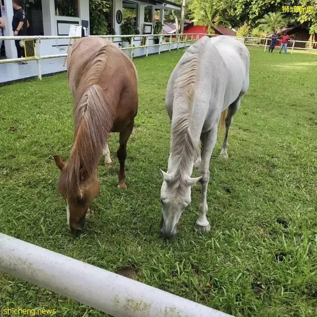 超新奇体验！新加坡有家越南餐馆可以和小马驹做朋友哦